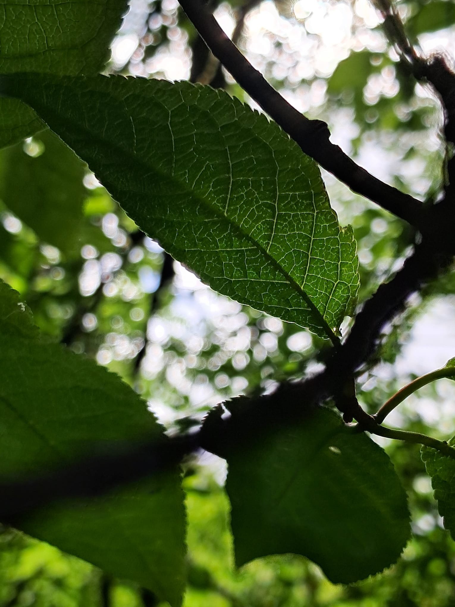 Detalle de lámpara de sobremesa ONIVITA con base de madera y piedras naturales pulidas.